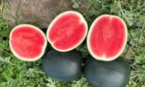 Blackjack Watermelon (Farmore DI400)