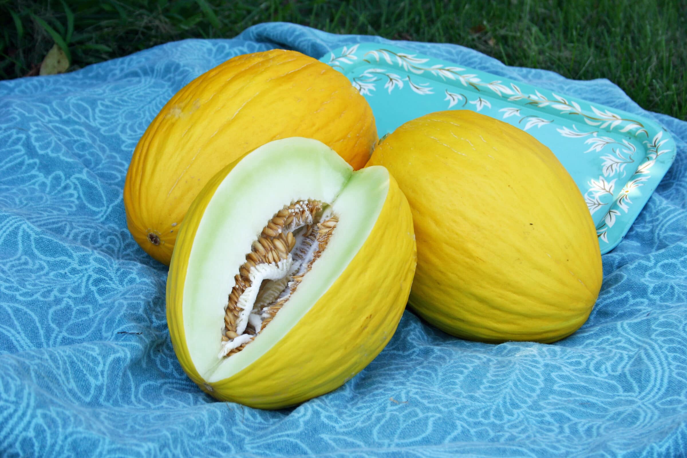 Melons diviseur ø 28 cm melons schneider obstteiler fruits diviseurs 