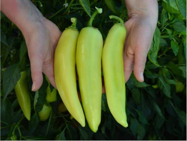 Canario Real Hot Pepper (Treated Seed)