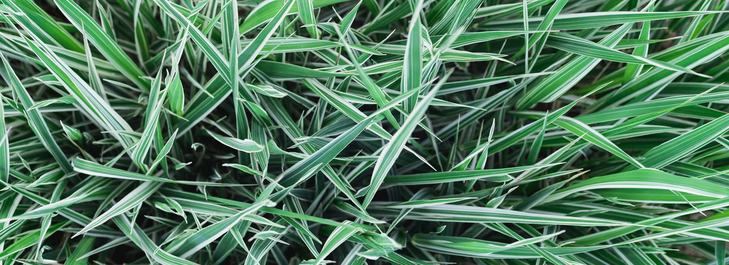 Category Canarygrass Seedway