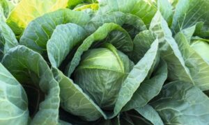 Conqueror Cabbage (Not Treated)