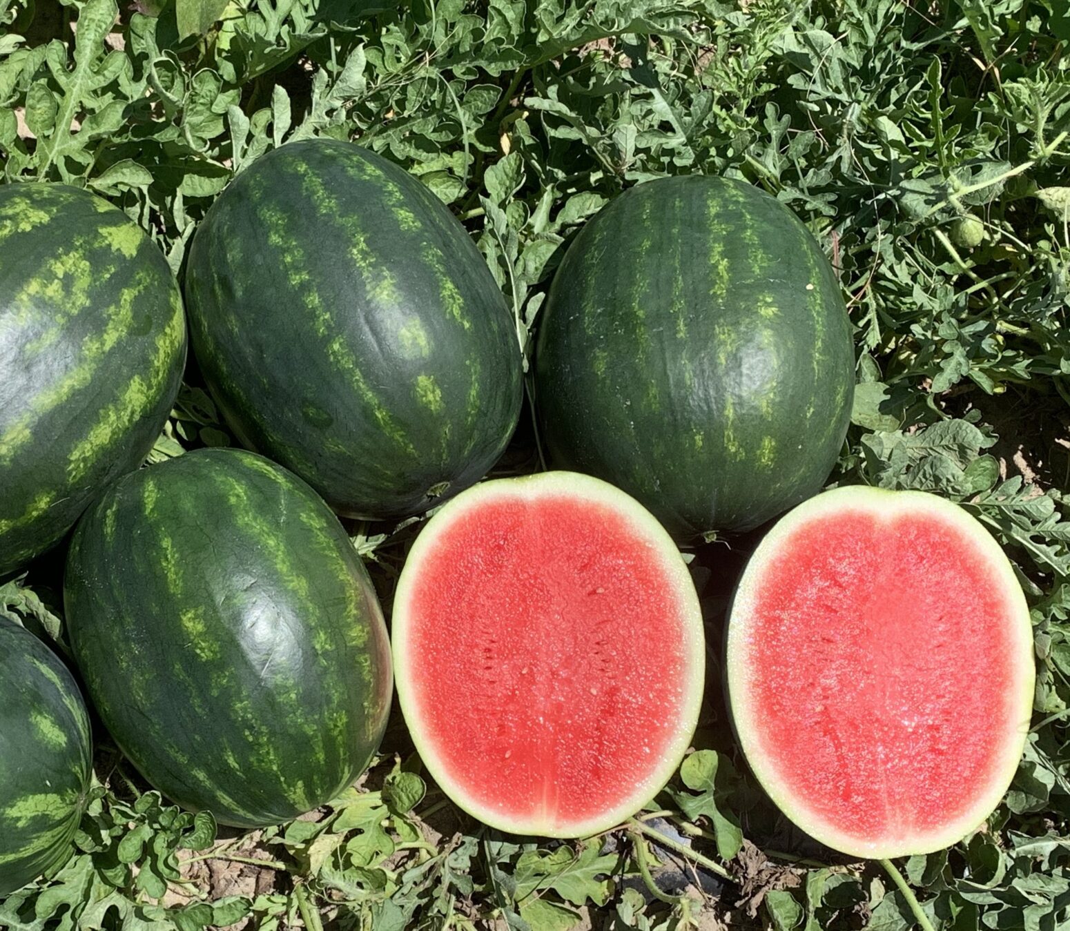 Crackerjack Watermelon ( Primed Farmore 400) Seedway