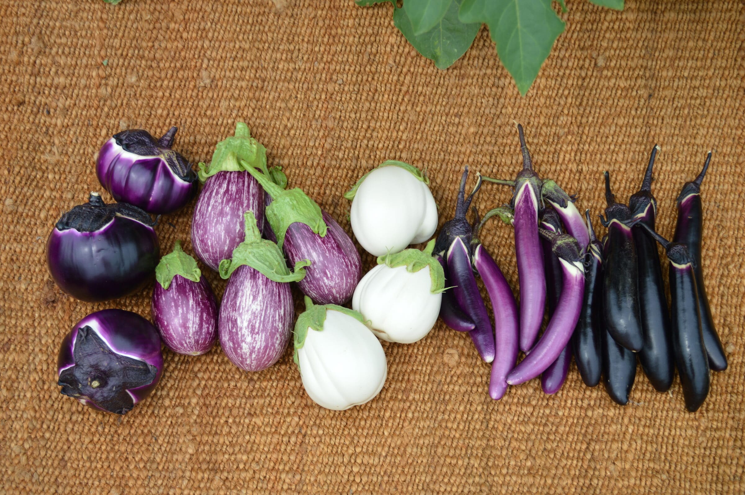 Category: Eggplant Seeds | Seedway