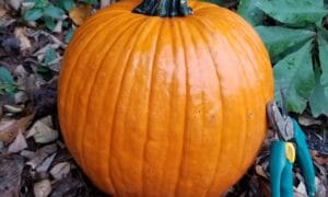 Eros Pumpkin (Farmore)