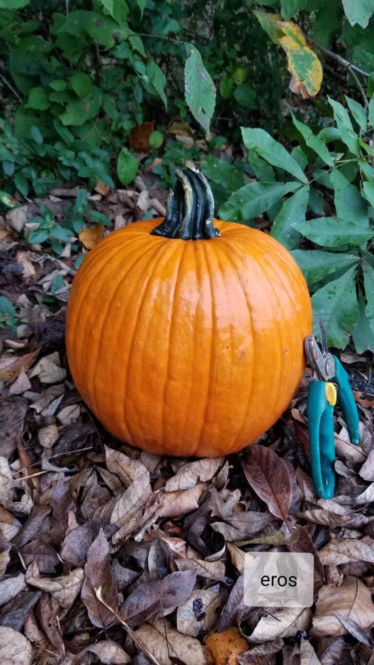 Eros Pumpkin Farmore Seedway