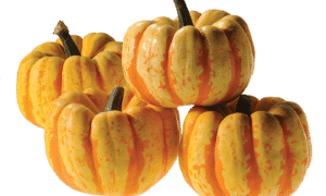 Flame Pumpkin (Treated Seed)