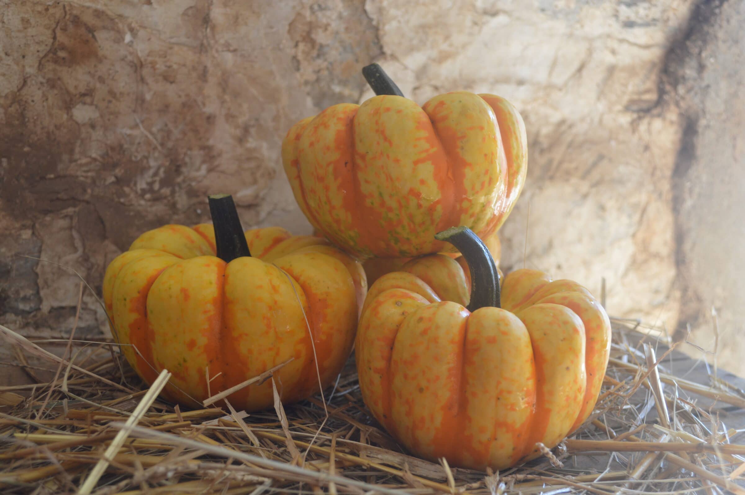 Flame Pumpkin (Treated Seed) Seedway