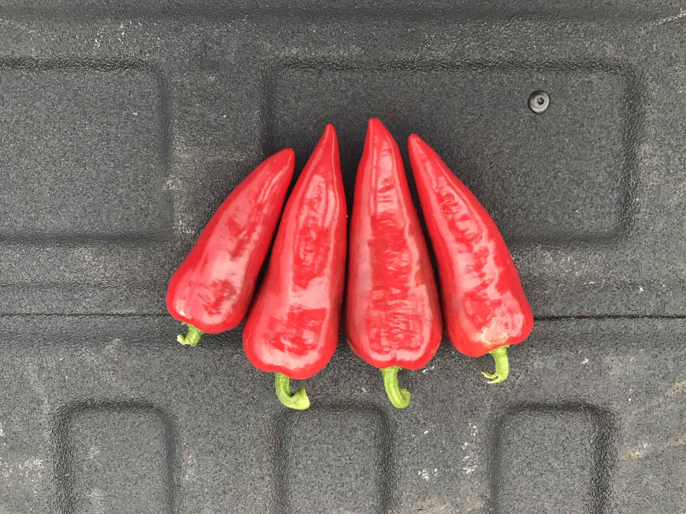 Fresno 3429 Hot Pepper (Primed) Seedway