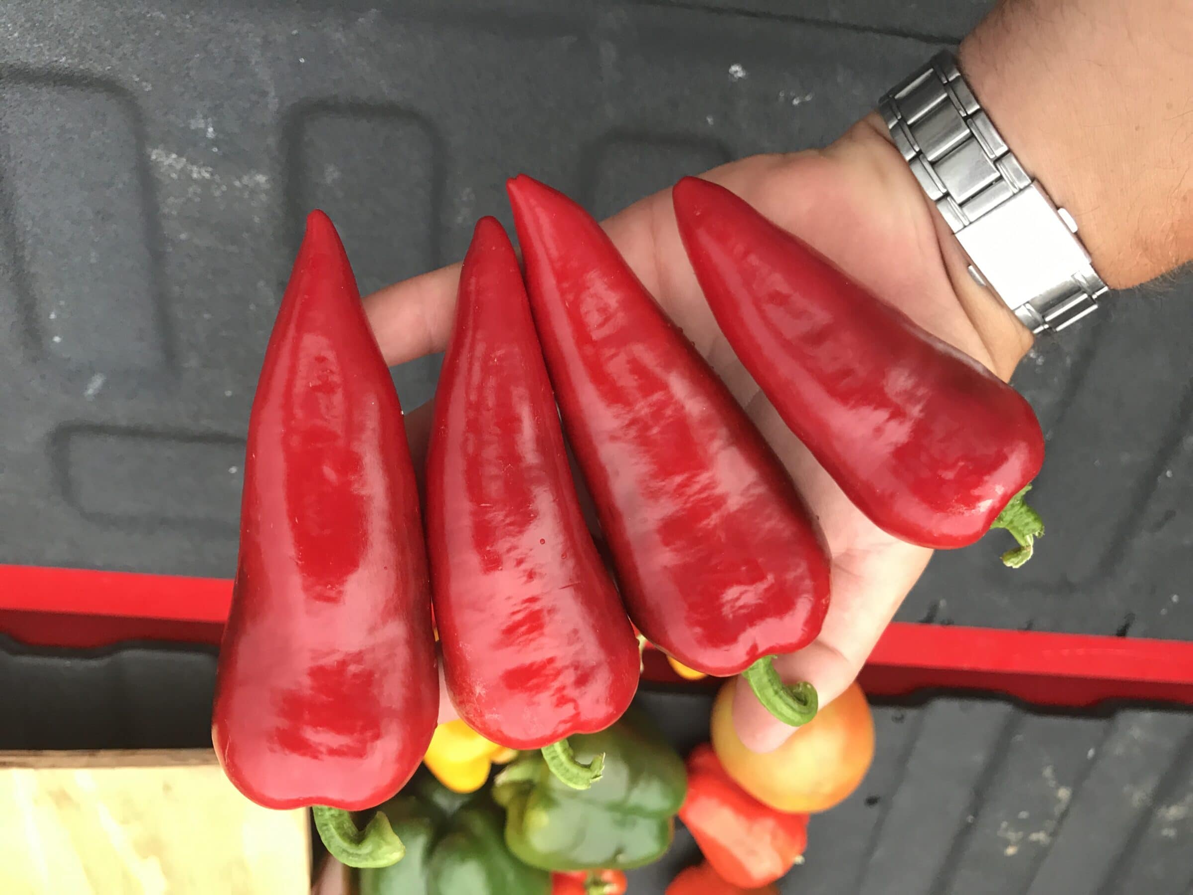 Fresno 3429 Hot Pepper (Primed) Seedway