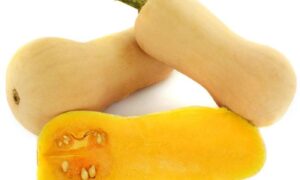 Gabrielle Squash (Farmore)