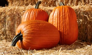 Hulk Pumpkin (Farmore)