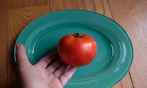 Jolene Tomato (Pelleted)