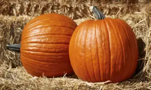 Large Marge Pumpkin (Farmore)