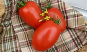 Monica Tomato (Pelleted)