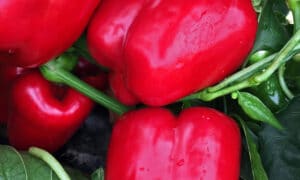 Mercer Bell Pepper (Not Treated)