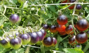 Midnight Snack Tomato (Treated Seed)