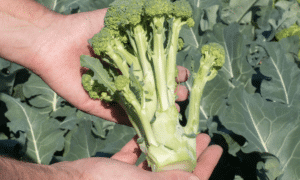 Montebello Broccoli (Not Treated)