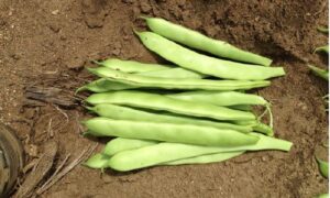 Navajo Flat Pod Bean (Cruiser Treated)
