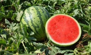 Ocelot Watermelon (Treated Seed)