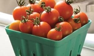 Orange Zinger Tomato (Not Treated)