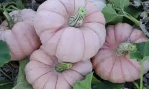 Porcelain Princess Pumpkin (Treated Seed)