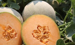 Caribbean Gold Cantaloupe (Treated Seed)