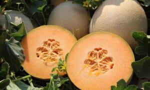 Cayucos Beach Cantaloupe (Treated Seed)