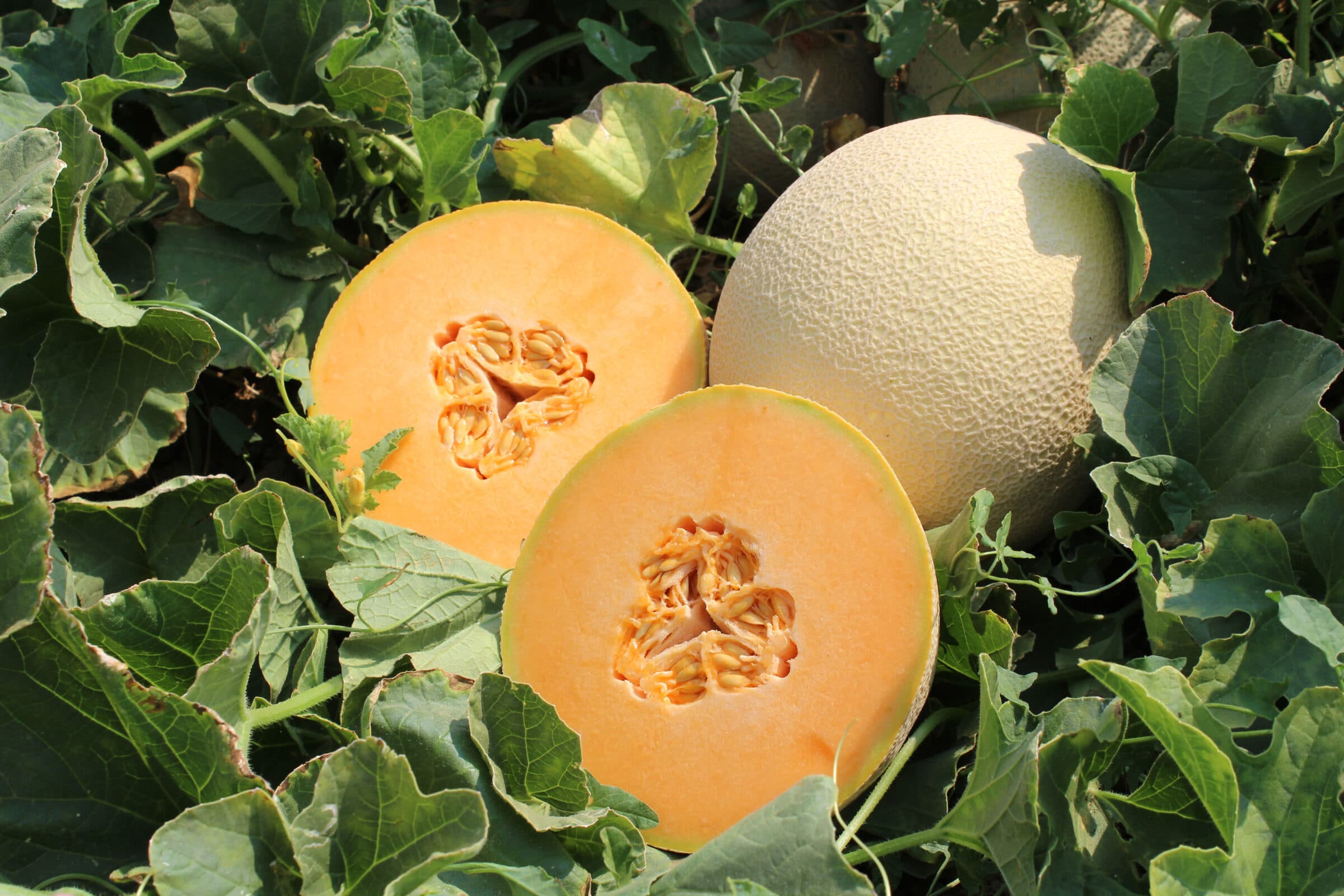 Category Melon Seeds Seedway