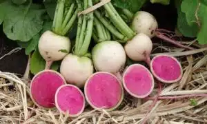 Red Meat Radish (Not Treated)