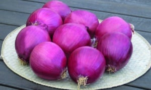 Redwing Onion (Not Treated)