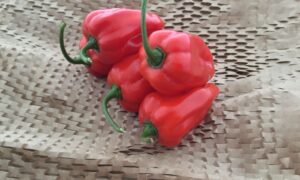 Rey Kawiil Habanero Pepper (Treated)