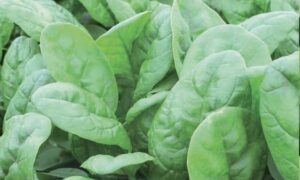 SV2146VB Spinach (Not Treated)