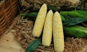 Signature XR Sweet Corn (Cruiser)