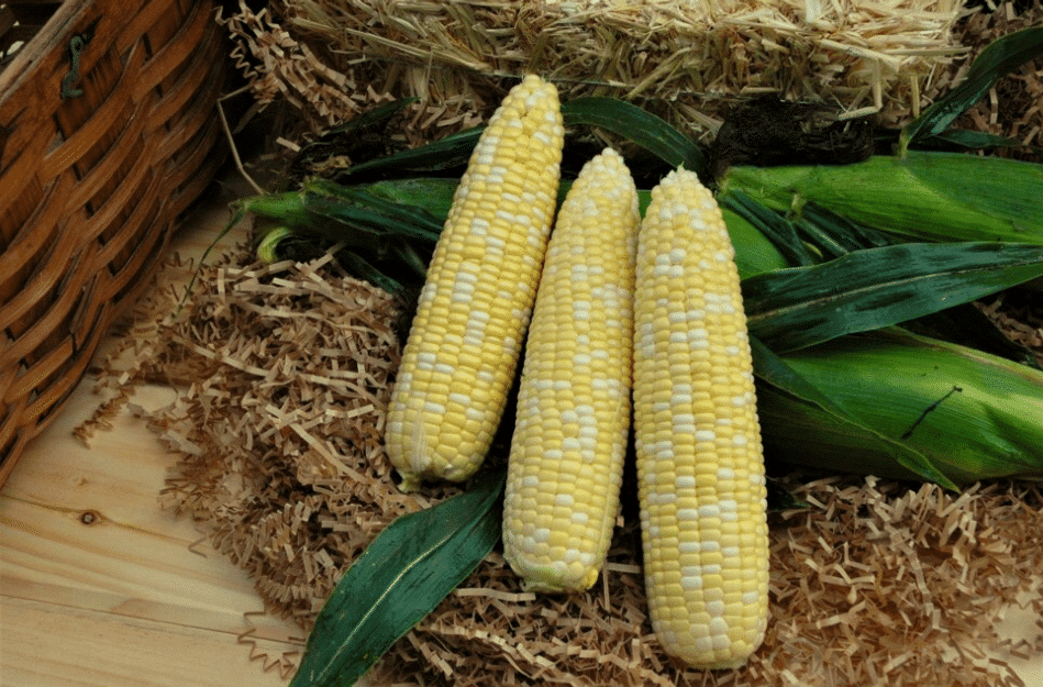 Signature XR Sweet Corn (Cruiser) Seedway