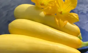 Smooth Criminal Squash (Farmore)