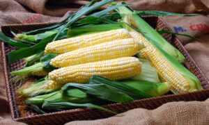 Solstice Sweet Corn (Cruiser Treated)