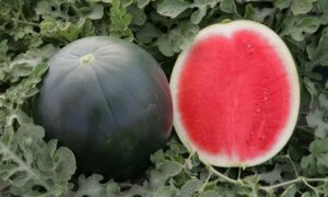 Style Watermelon (Primed)