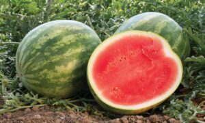 Turnpike Watermelon (Primed)