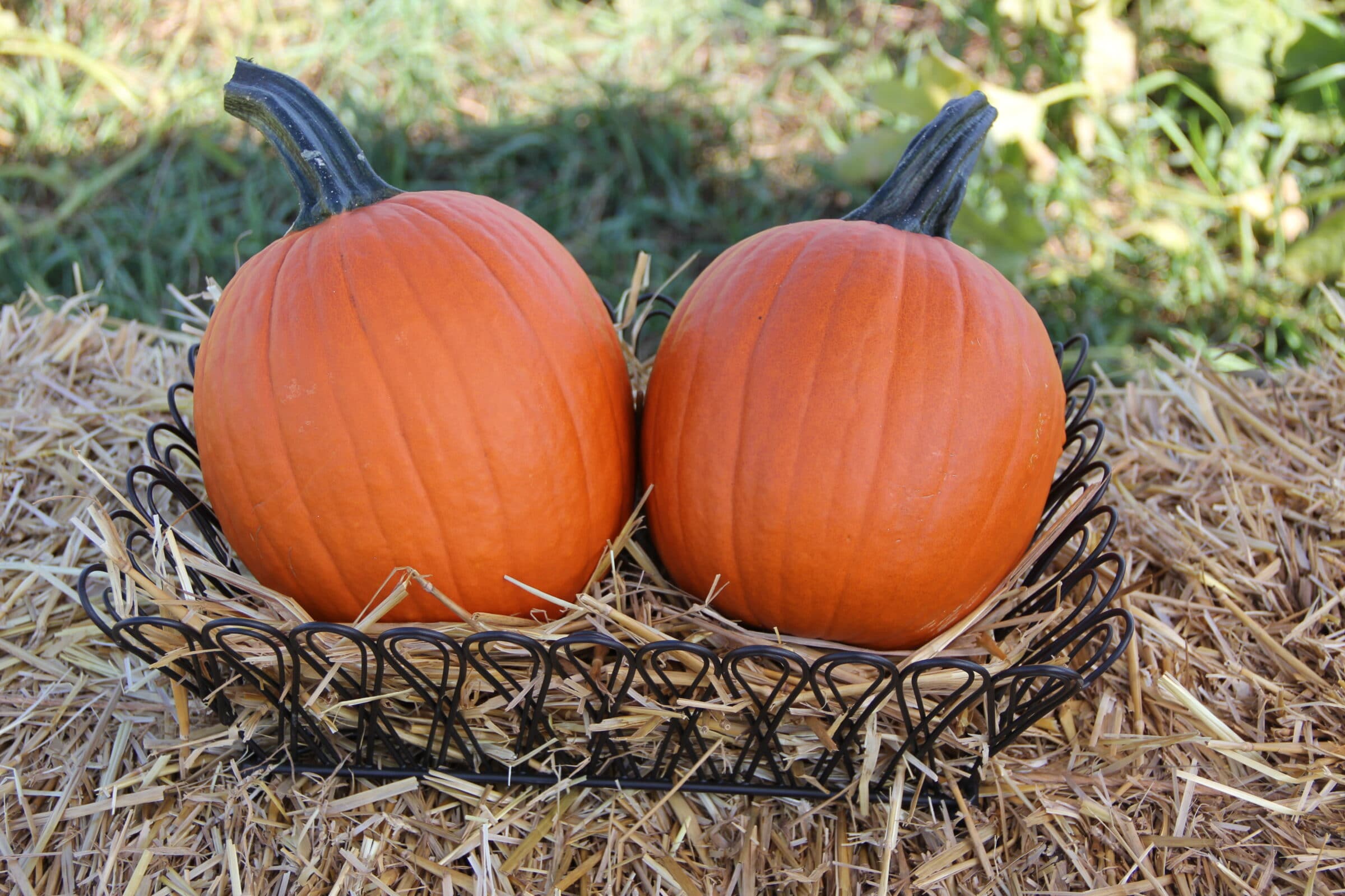 Category Pumpkin Seeds Seedway