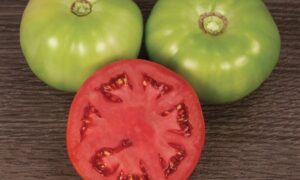 Varsity Tomato (Treated)