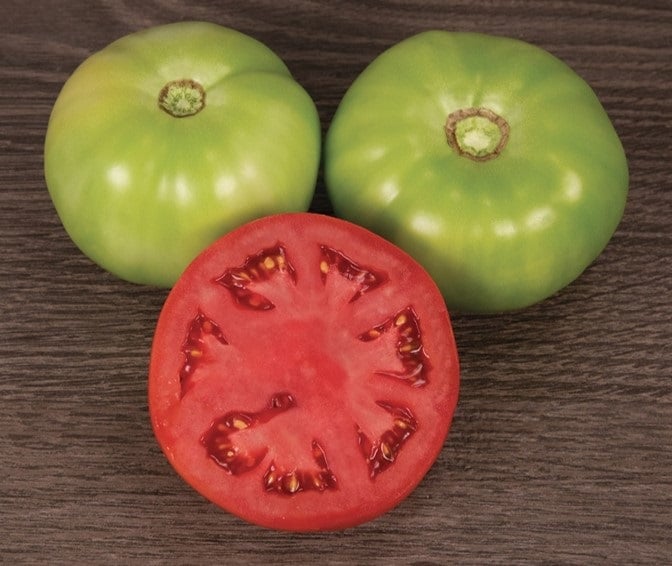 Varsity Tomato (Treated)