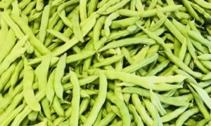 Volunteer Half Runner Bean (Treated Seed)