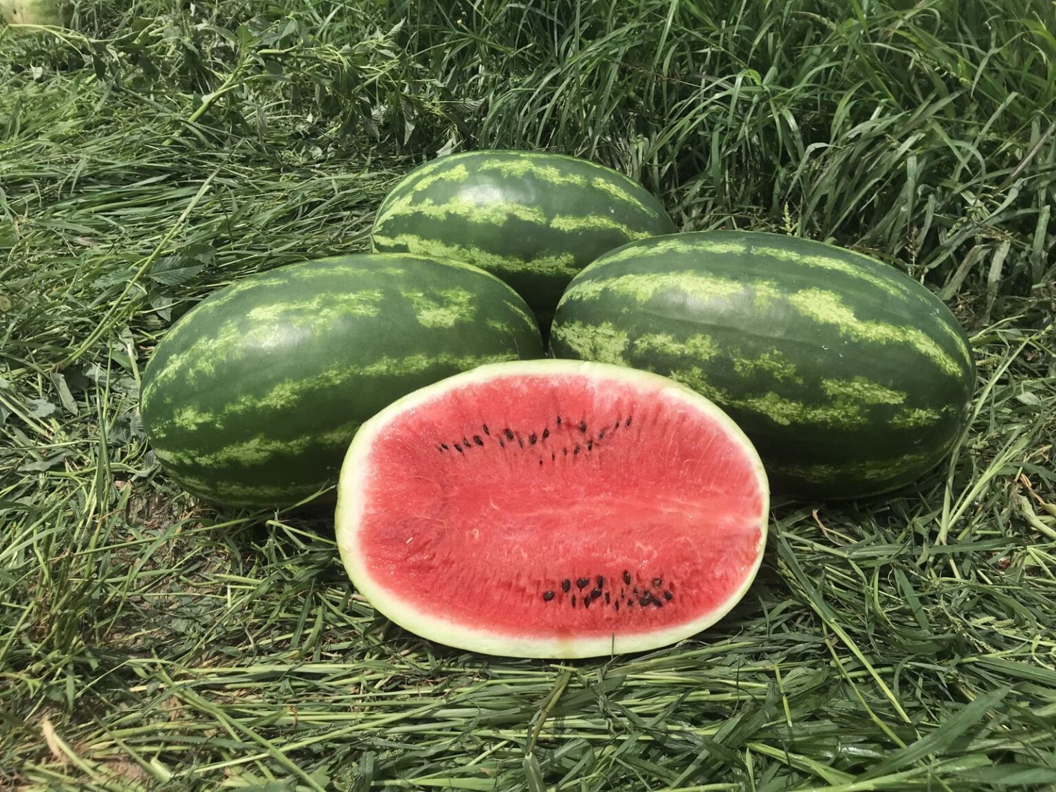 Walker Watermelon (Treated Seed) Seedway