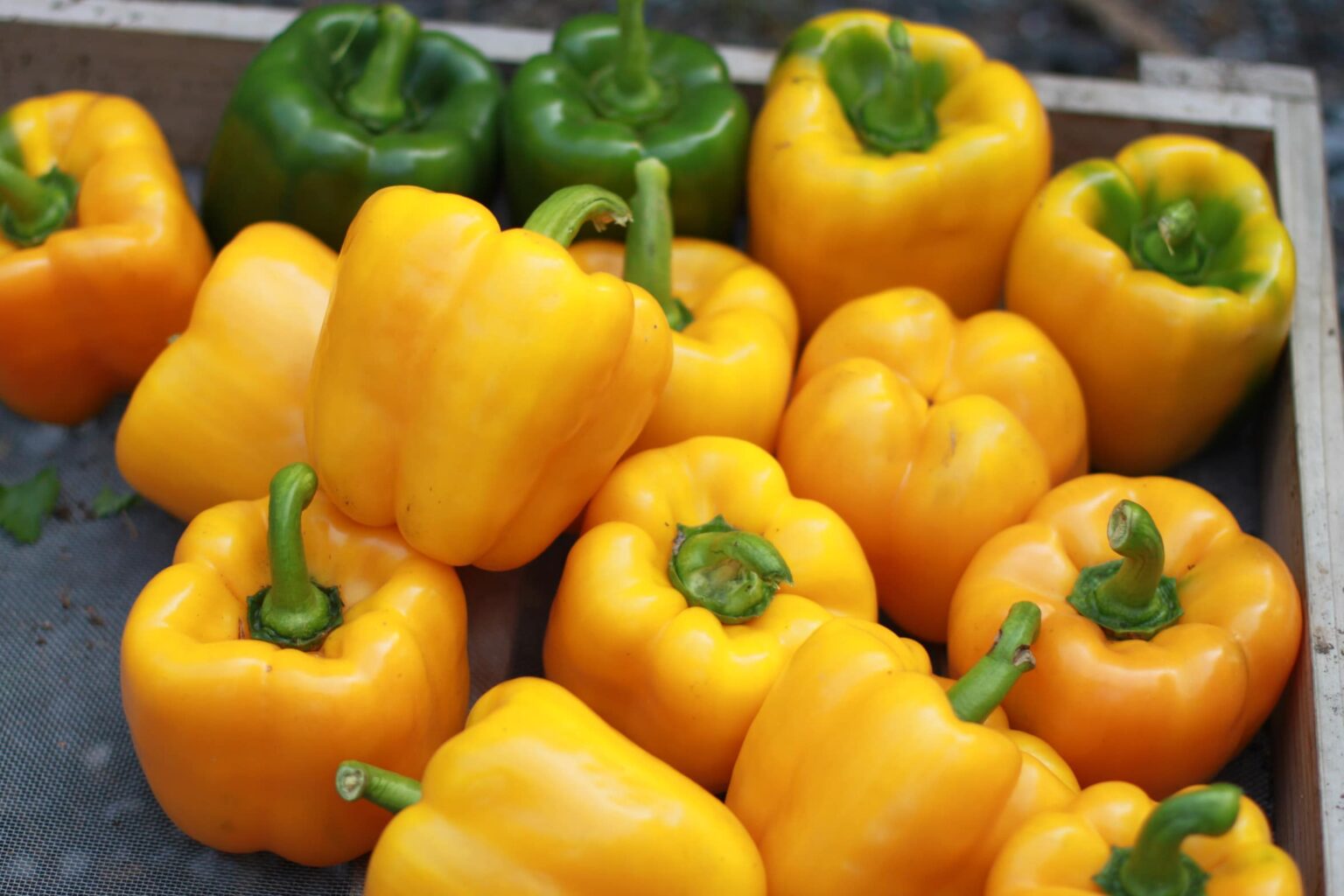 Abay Bell Pepper Seedway
