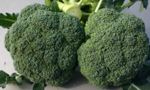 Expo Broccoli (Treated Seed)