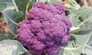 Jacaranda Broccoli (Not Treated)