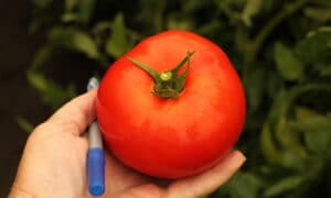 Mountain Gem Tomato (Not Treated)