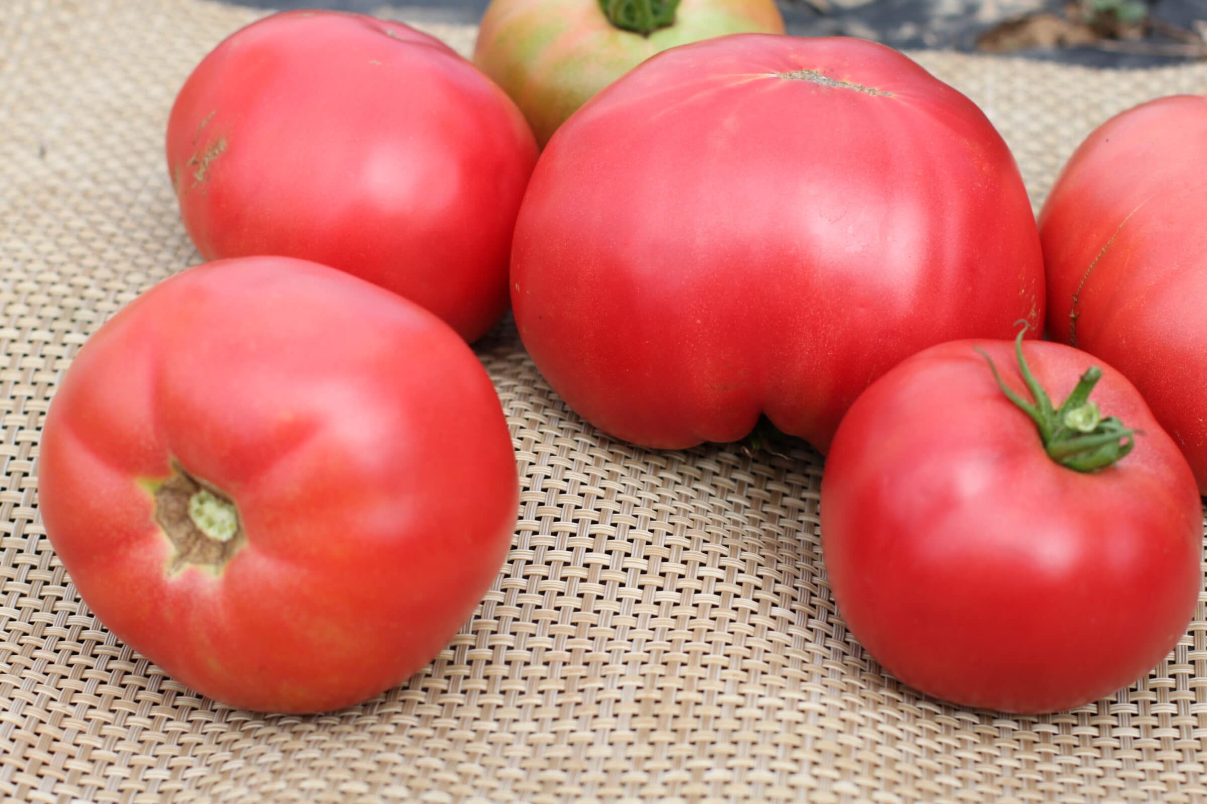 Mountain Rouge (Pelleted) Seedway