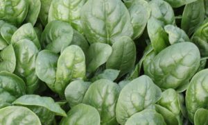 Sioux Spinach (Treated Seed)