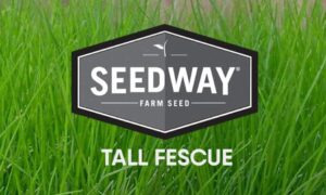 PREVAL Meadow Fescue